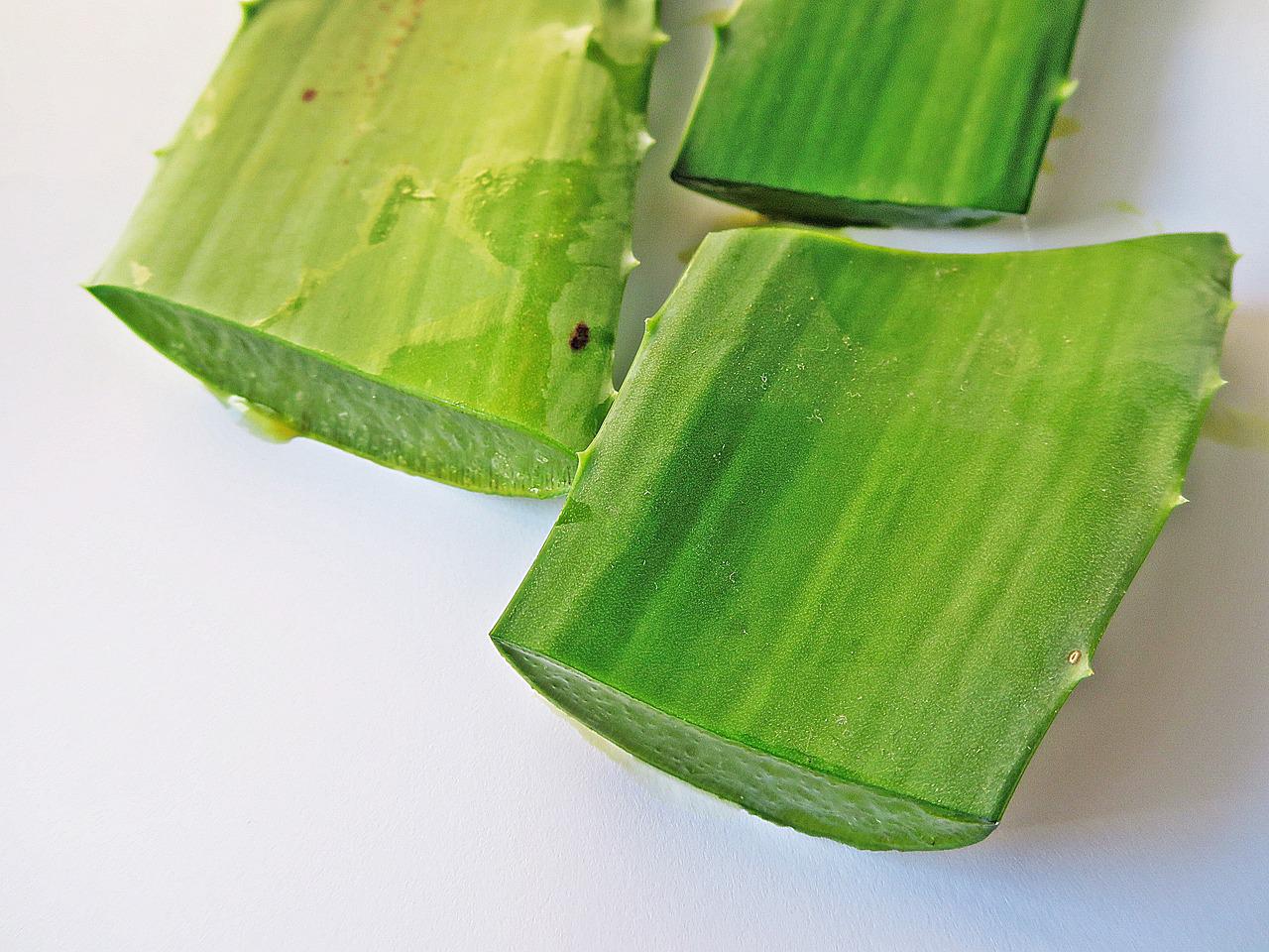 aloe vera, treatment of burn, aloe vera l-2036626.jpg